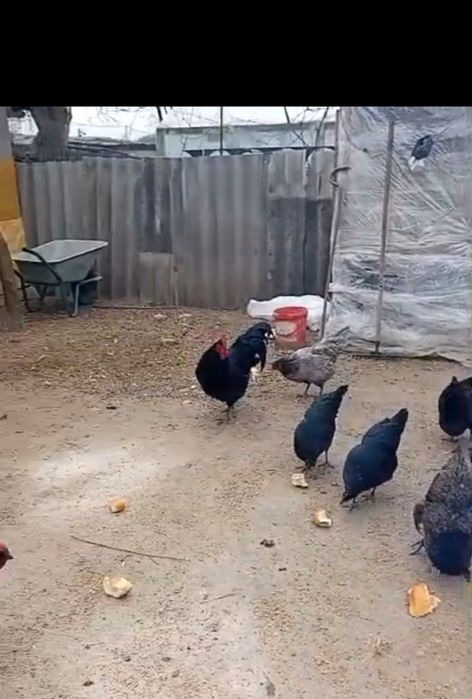 Ouă pentru  incubat  australorp