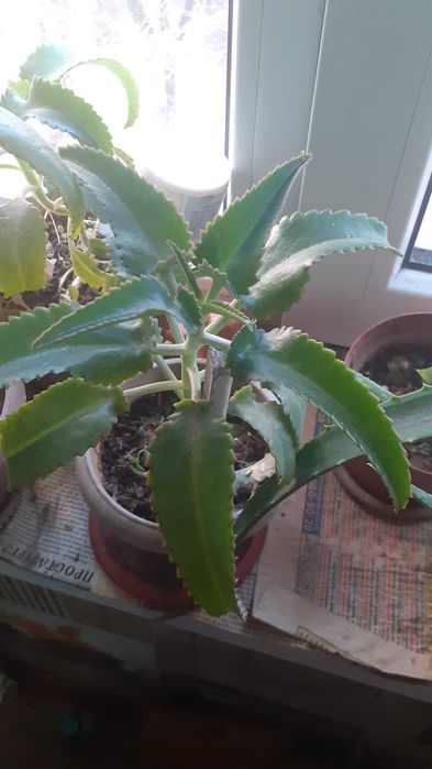 Каланхоэ лечебное