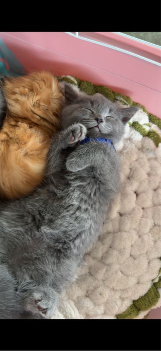 Сеотиш страйт 2 месяца мальчик деврчка