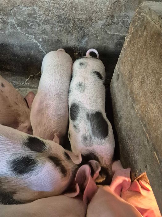 Малки прасета за угояване