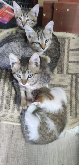 Котята крысолова