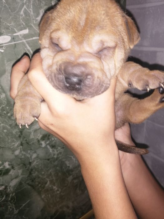 Шарпейчики бронь