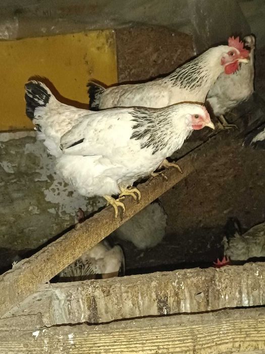 Яйцо на инкубацию