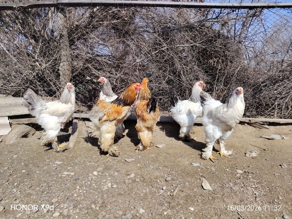 Продам Брамы Петухи.