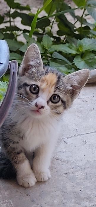 Отдам котят в хорошие руки бесплатно