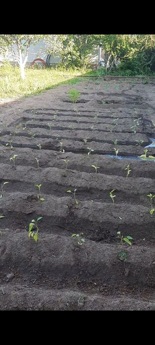 Продам дачу со Агротехснаб