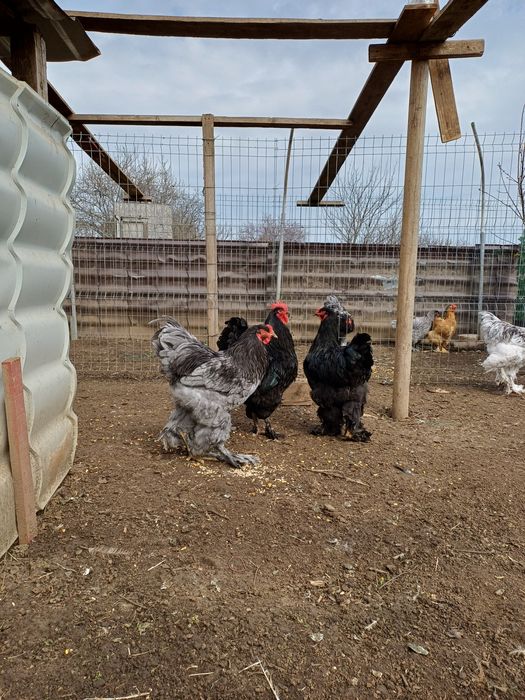 Cocos brahma albastru