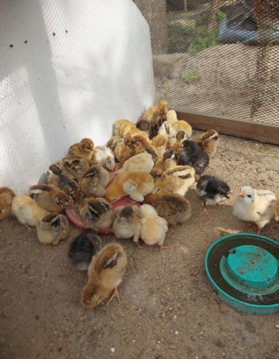 Суточные цыплята