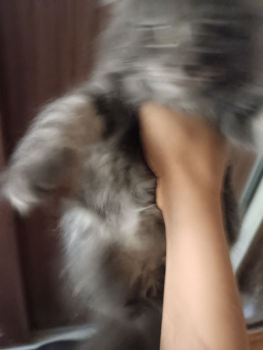 Котёнок скотиш фолд