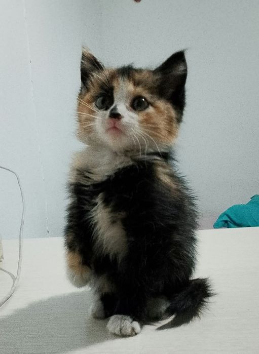 Отдам котят в хорошие руки