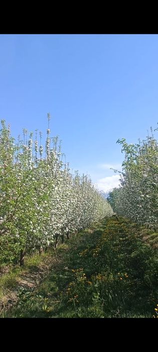 Продам сад, 2,5 гектара