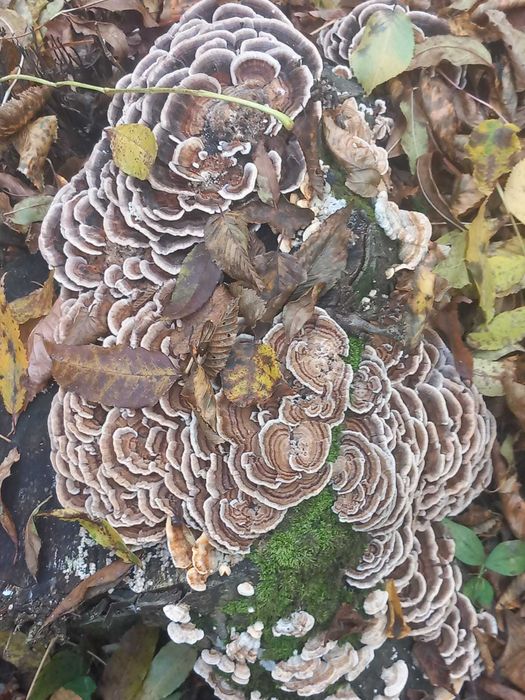 coada curcanului si ganoderma reishi