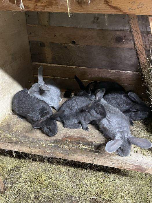 Продам кроликоков