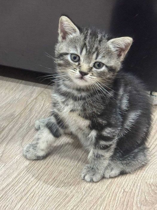 Котята породистые