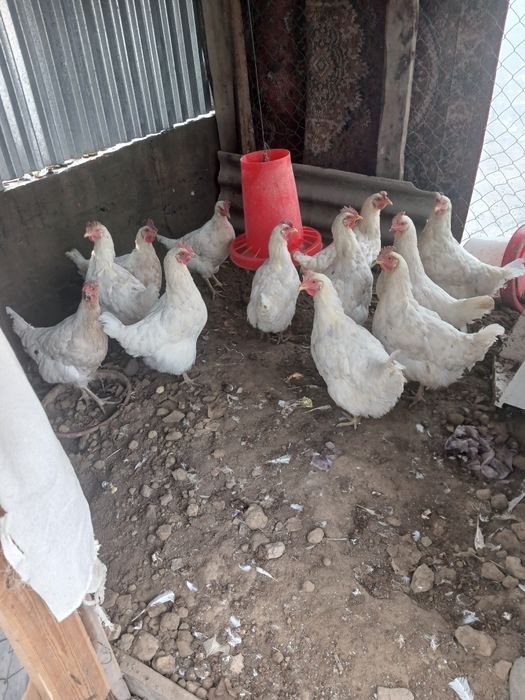 Куры домашние 6 шт молодые яйца несут все