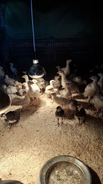 Домашни    Пуйки