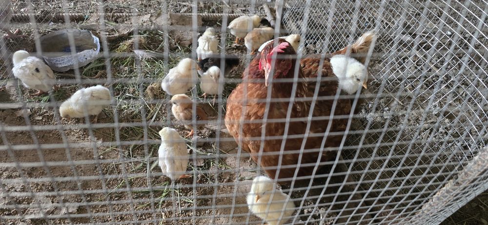 Тауық шөжегімен.