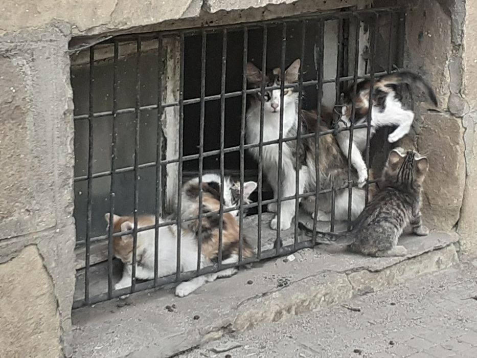 Две женски трицветни котенца търсят дом