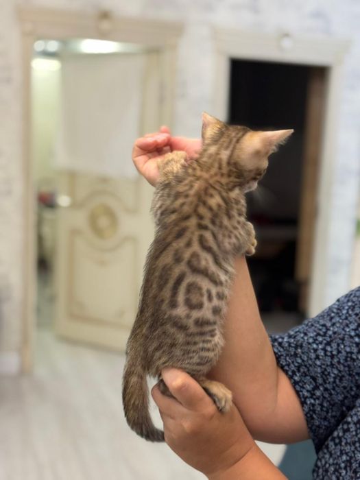 Продаю бенгальского котенка 2 месяца