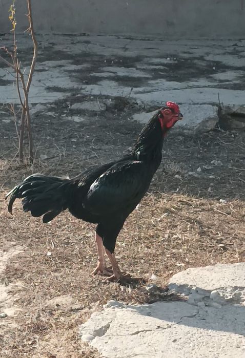 Продается бойцовый