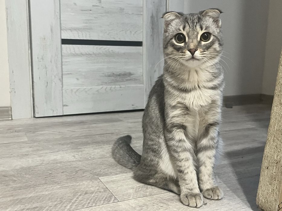 отдам котенка девочку