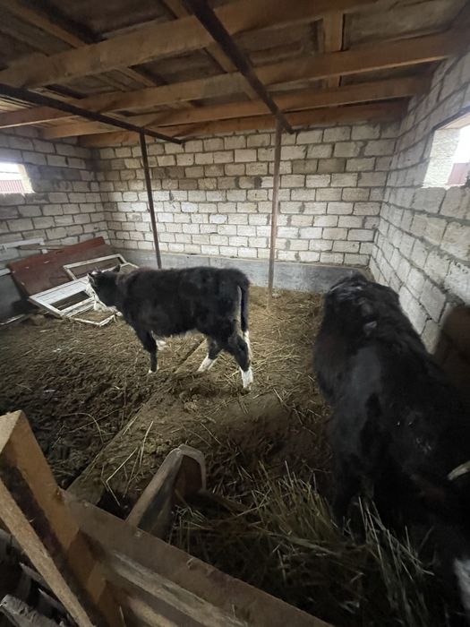 Бұзаулар сатылады ұрғашы