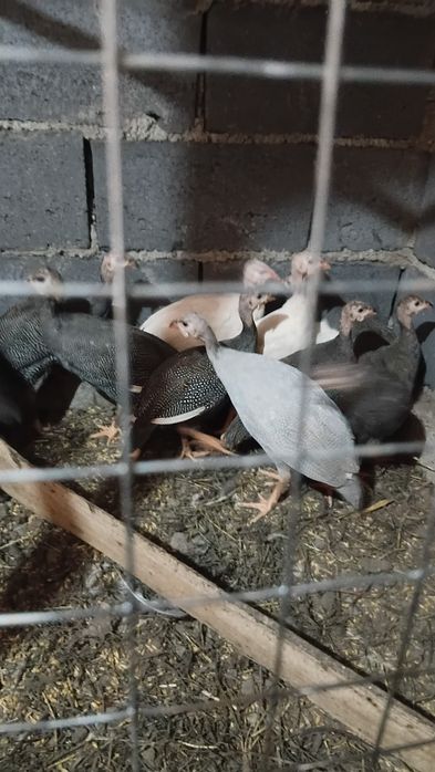 Цесарка курица гуси