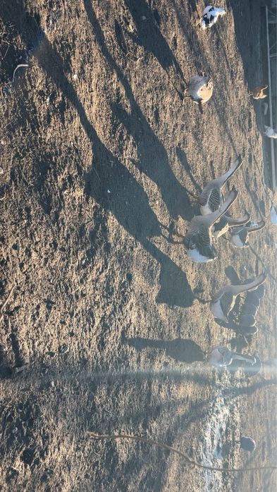 Gâște/gâscani americane/i de vânzare