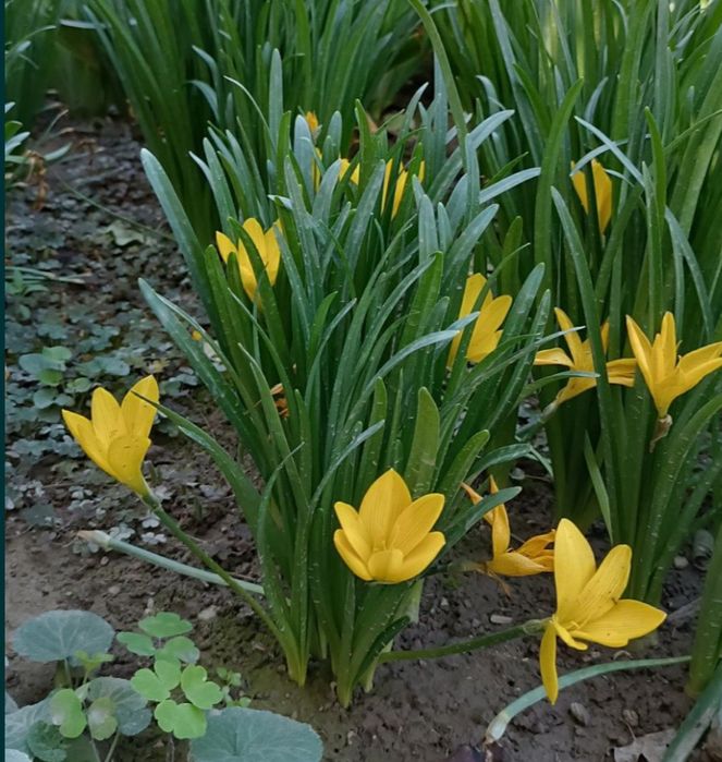 Продаю садовую рассаду