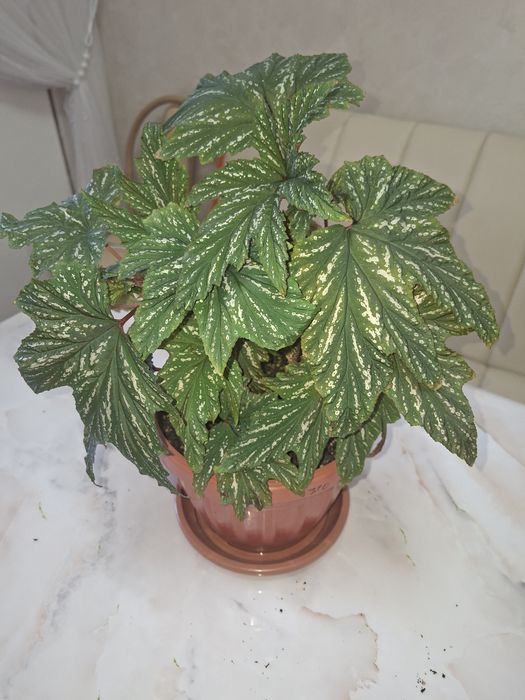 Комнатные цветы - Бегония