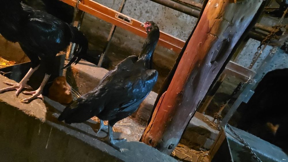 Joja Xoroz va tovuq sotiladi