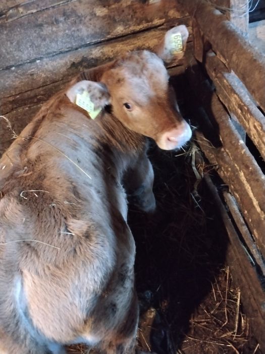 Vând viței angus