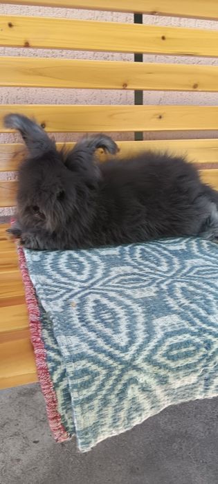 Iepuri angora englez