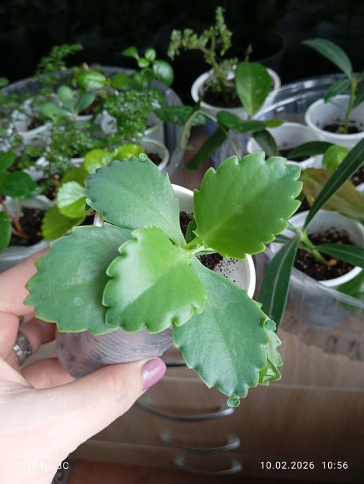 Продам отростки комнатных растений