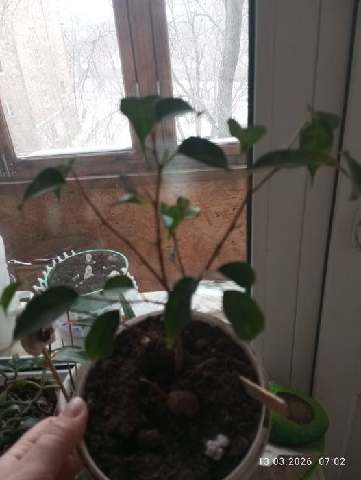 Продам фикус 1000 тн