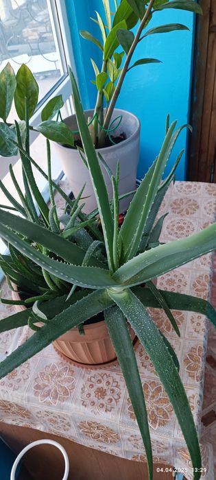 Алое Вера , продам!
