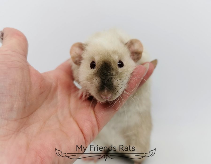 Декоративни плъхчета