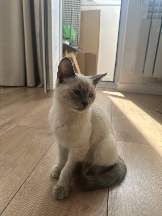 Сиамский котенок