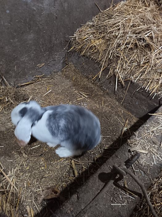 Baran quyon sotiladi narxini kelishamiz