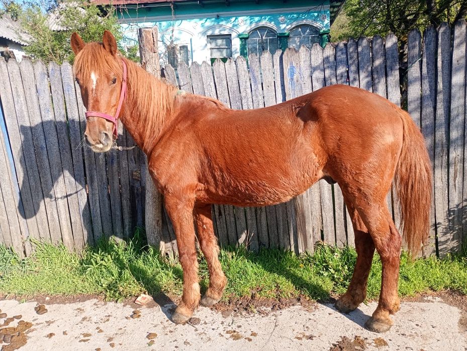 Se vinde cal castrat  de 7 ani cuminte accept orice proba