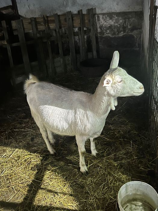 Capre de casa alba de banat