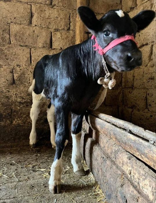 Продам стельную коровку,‘’