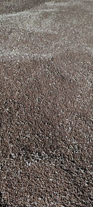 Продам пшеницу россыпью