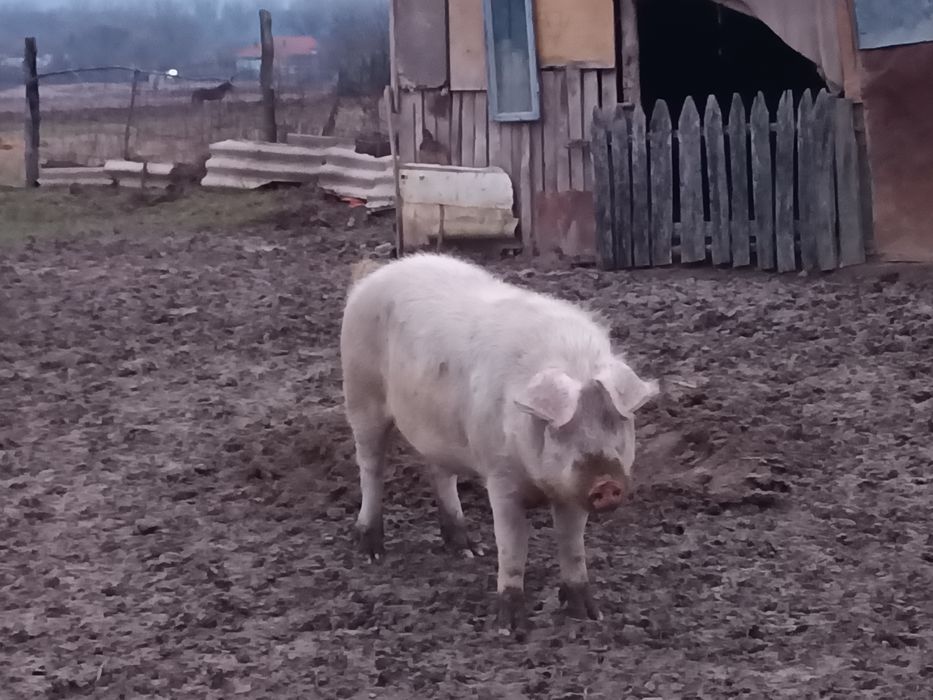 Vând baloți de paie