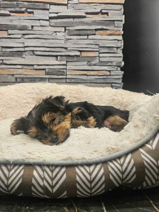 Йоркширски териер