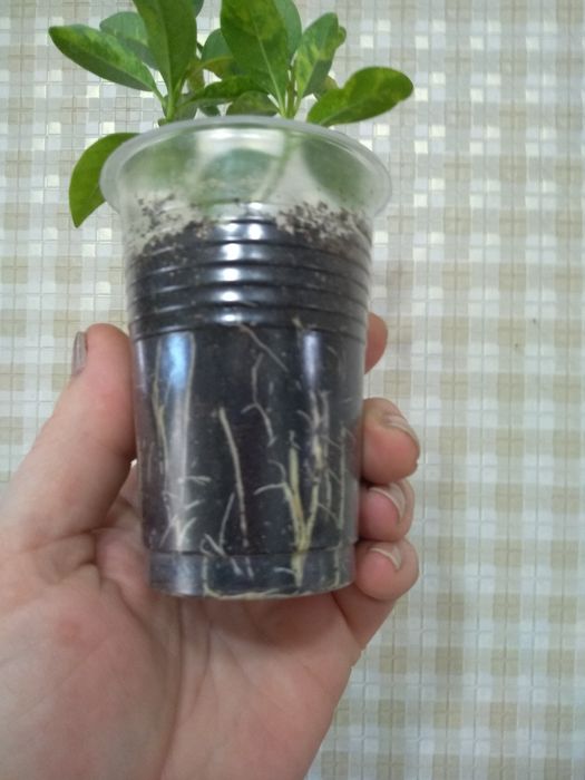 Продам комнатные цветы