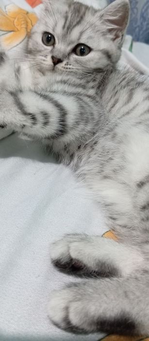 Serebrestiy shinshila