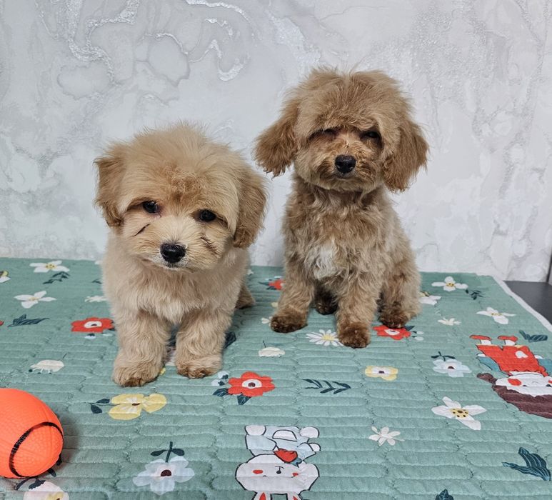 Мальтипу мальчишечка