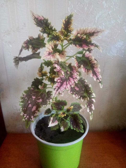 Колeусы   цвeты  1000 тeнгe  три  вида