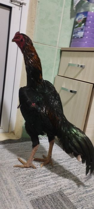 Dakan xoʻroz sotiladi